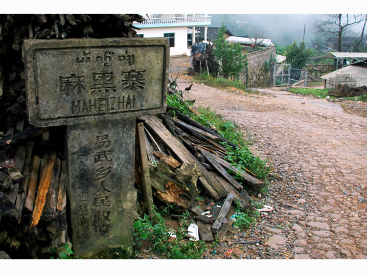 麻黑古树茶为何如此受欢迎最早出名的易武茶